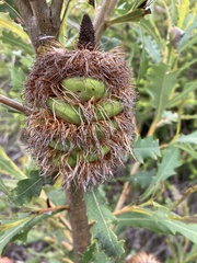 Banksia quercifolia