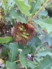 Banksia quercifolia