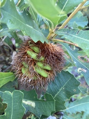 Banksia quercifolia
