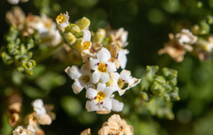 Acantholippia seriphioides