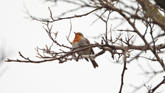 Erithacus rubecula