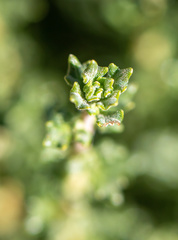 Acantholippia seriphioides