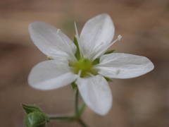 Arenaria hispida