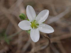 Arenaria hispida