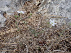 Arenaria hispida