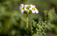 Acantholippia seriphioides