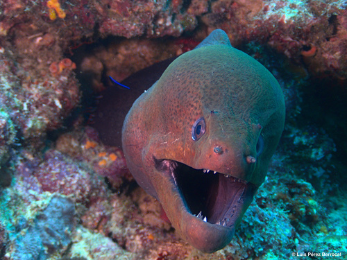 Giant Moray — seen at this dive site