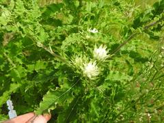 Baccharoides adoensis