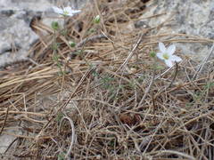 Arenaria hispida
