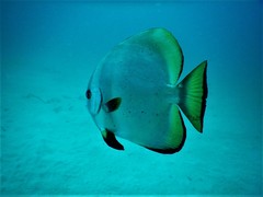 Platax boersii