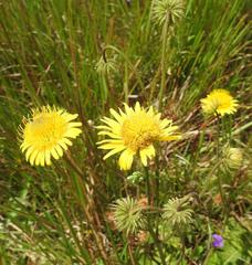 Berkheya speciosa lanceolata