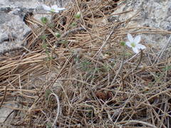 Arenaria hispida