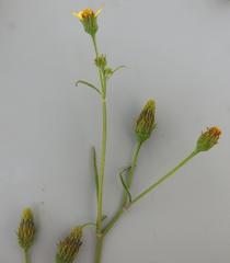 Bidens pilosa