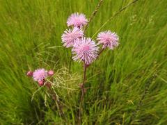 Campuloclinium macrocephalum