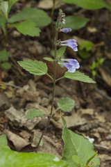 Scutellaria pekinensis