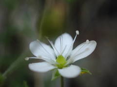 Arenaria hispida