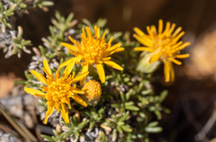 Brachyclados caespitosus