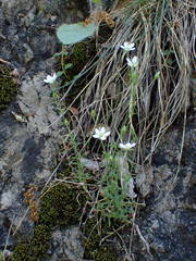 Arenaria hispida