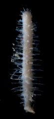 Lycopodina occidentalis