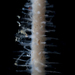 Lycopodina occidentalis - Photo (c) Jackson W.F. Chu, algunos derechos reservados (CC BY-NC-SA)