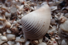 Anomalocardia cuneimeris