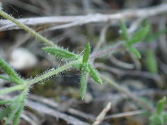 Arenaria hispida