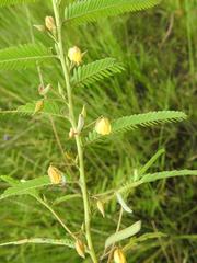 Chamaecrista mimosoides