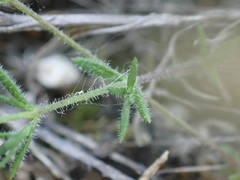 Arenaria hispida
