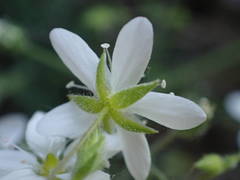 Arenaria hispida
