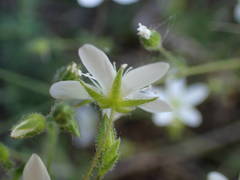 Arenaria hispida
