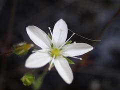 Arenaria hispida