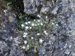 Arenaria hispida