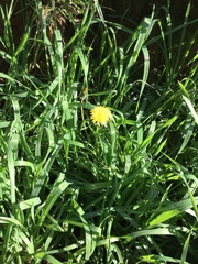 Taraxacum officinale