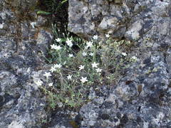 Arenaria hispida