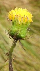 Crassocephalum picridifolium