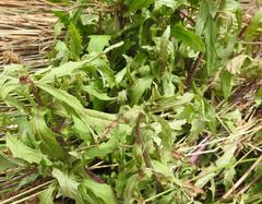 Crassocephalum picridifolium