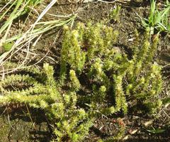 Crassula lanceolata transvaalensis