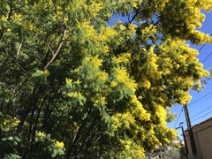 Acacia