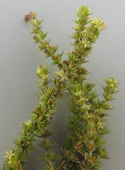 Crassula lanceolata transvaalensis