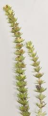 Crassula lanceolata transvaalensis