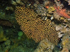 Melithaea