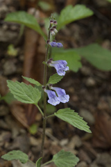 Scutellaria pekinensis