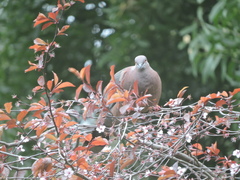 Patagioenas araucana