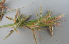 Cymbopogon nardus