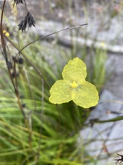 Patersonia umbrosa