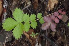 Potentilla ancistrifolia
