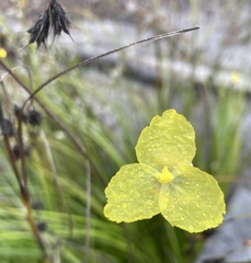 Patersonia umbrosa