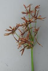 Cyperus denudatus