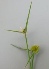 Cyperus erectus