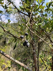 Alyxia sinensis
